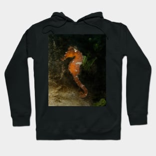 A Horse of Another Kind Hoodie